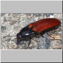 Ampedus sp - Schnellkaefer 02a 11mm.jpg